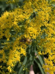 Chauliognathus pensylvanicus