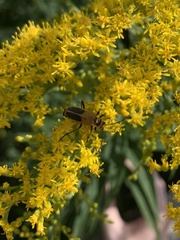 Chauliognathus pensylvanicus