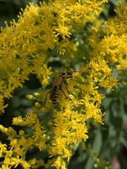 Chauliognathus pensylvanicus