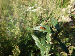 Coccinella transversoguttata
