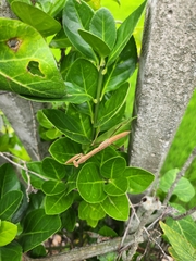 Tenodera angustipennis