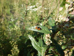Coccinella transversoguttata