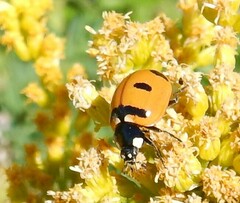 Coccinella transversoguttata