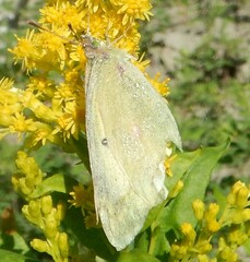 Colias christina