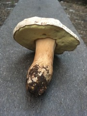 Boletus barrowsii