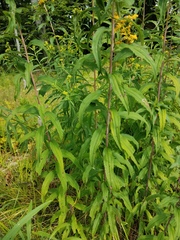 Solidago