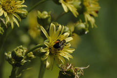 Silphium perfoliatum