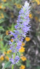 Hyssopus officinalis