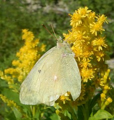 Colias christina
