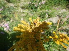 Coccinella transversoguttata