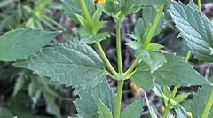 Hyssopus officinalis