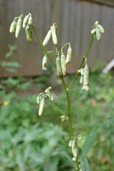 Nabalus trifoliolatus