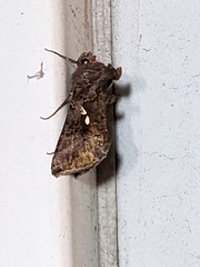 Autographa