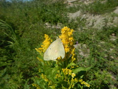 Colias christina