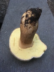 Boletus barrowsii
