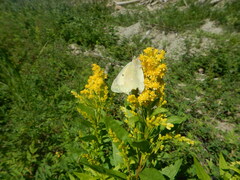 Colias christina