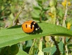 Coccinella transversoguttata