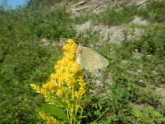 Colias christina