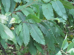 Castanea