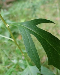 Nabalus trifoliolatus