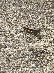 Chorthippus biguttulus