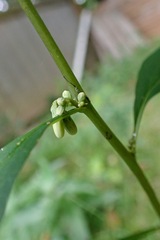 Nabalus trifoliolatus