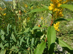 Coccinella transversoguttata