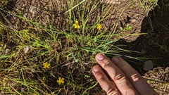 Ranunculus flammula
