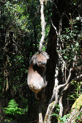 Phascolarctos cinereus
