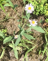 Boltonia montana