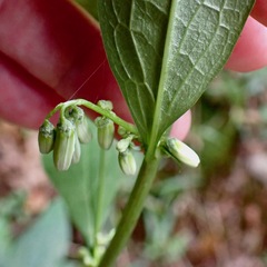 Nabalus trifoliolatus