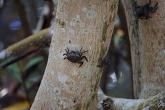 Aratus pisonii