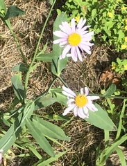 Boltonia montana