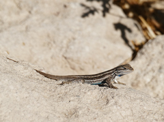 Sceloporus cowlesi