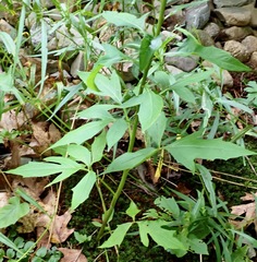 Nabalus trifoliolatus