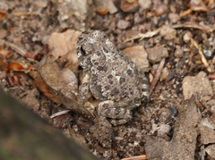 Anaxyrus microscaphus