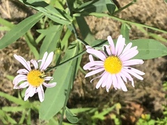 Boltonia montana
