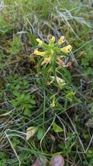 Pedicularis labradorica