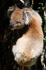 Phascolarctos cinereus