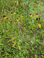 Helenium flexuosum