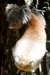 Phascolarctos cinereus