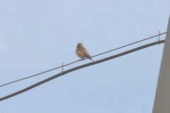 Phoenicurus phoenicurus