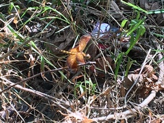 Neurothemis taiwanensis