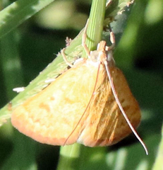 Achyra rantalis