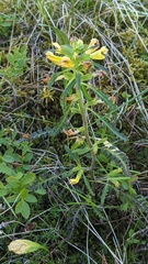 Pedicularis labradorica
