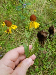 Helenium flexuosum