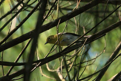 Vireo flavifrons