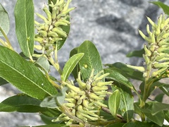 Salix glauca