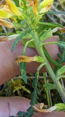 Pedicularis labradorica