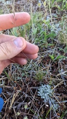 Festuca
